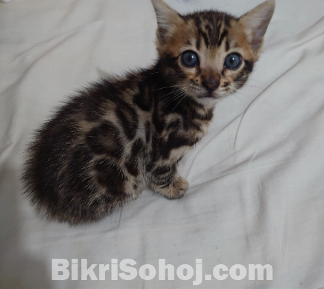 bengal male kitten